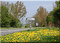 Dandelions on Fosse Way verge near Eathorpe