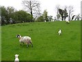 Innishcollan Townland