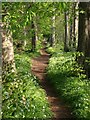 Path to Torbay Hospital (3)