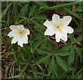 S9827 : Wood anemone with seven tepals by David Hawgood