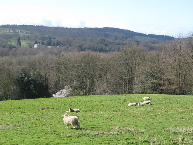 Sheep grazing near St. John Lee