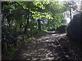 Leafy Hampstead pathway