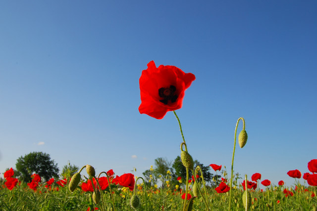 Poppy Fields © Jason Massey :: Geograph Britain and Ireland