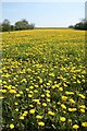 Brigsley dandelions