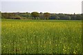 Looking across a field of rape towards Lower Sugworth Copse