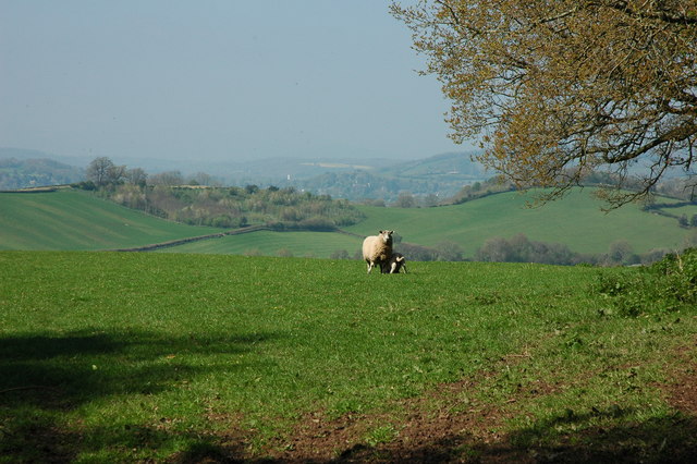 Ewe and lamb on Corn Hill