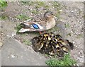 Mallard duck with ducklings by  Stonebridge Pond on West Street