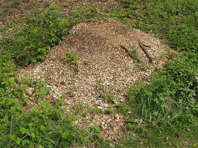 Teeming wood ants' nest in Haugh Wood © Pauline E cc-by-sa/2.0 ...