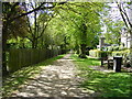 Tree Lined Footpath Dulwich