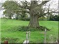 Impressive Oak by footbridge