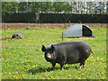 Pigs at Berkshire College of Agriculture