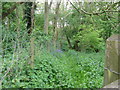 Footpath near Wineham Lane