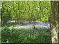 Bluebells in wood near Purvey