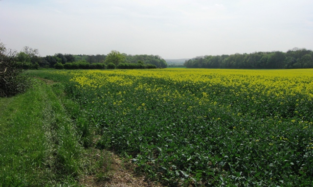 A field of oil-seed rape at Fairfolds Farm