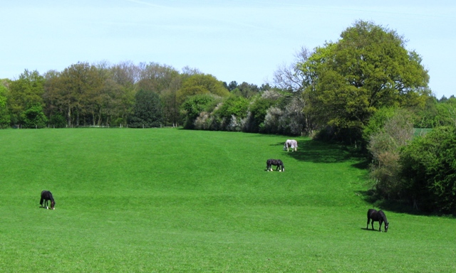 Field opposite Fairfolds Farm with Hill Wood beyond, Sandridge
