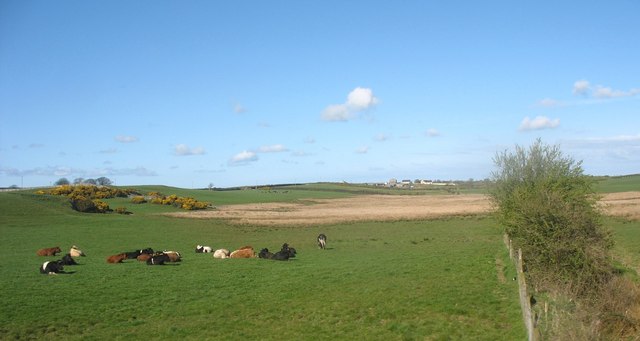 Cattle near RAF Mona