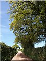 Oak trees by the lane