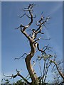 Dead tree near New House Farm