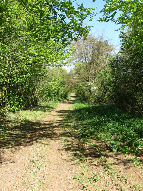 Track, Friston Forest © Simon Carey :: Geograph Britain And Ireland