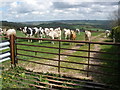 Cattle grid, near Barn-Park Farm