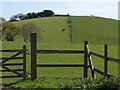 Cow on hill, Houndspool