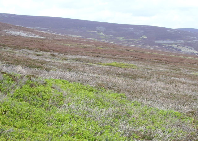 Blaeberry and Heather in the Forest of Birse