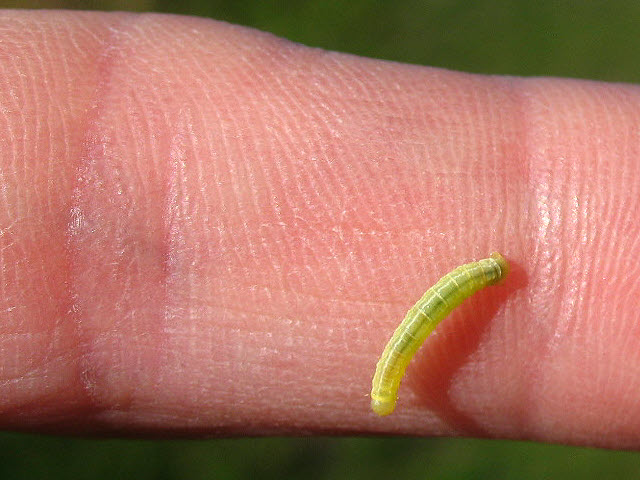 green-caterpillar-stephen-craven-geograph-britain-and-ireland