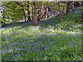 Woodland Flowers