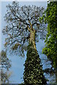 Tree beside Newent Lake