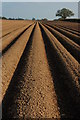 Potato field, Newent