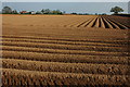 Potato field near Newent