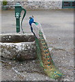 T0216 : Peacock at Johnstown Castle by David Hawgood