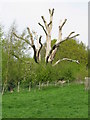 Dead tree near Goldwyn Community Special School