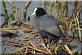 A coot on Newent Lake