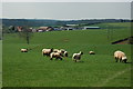 Sheep in a field near Oxenhall