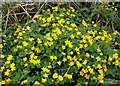 Marsh Marigolds