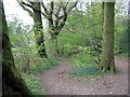 Footpath: Castlehead Woods