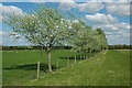 Trees in a fence, Peopleton