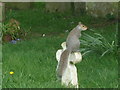 Squirrel in Banstead church yard