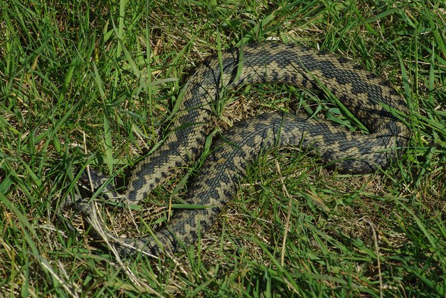 Mersea Island Adder © Glyn Baker cc-by-sa/2.0 :: Geograph Britain and ...