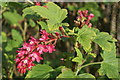 Flowering Currant Ribes sp., Baltasound