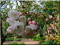 Cherry blossom at Fenton House