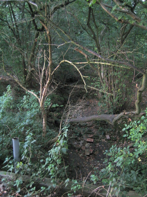 Source of stream, Finemere Hill
