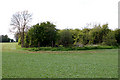 Corner of a field, Long Itchington