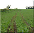 Tractor ruts in crop, Long Itchington