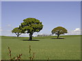 Trees in Field near Hooe church