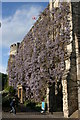 Castle Hotel, Wisteria in bloom