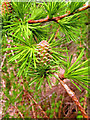 Larch Flower