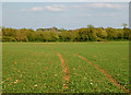 Tractor tracks in crop, Long Itchington (2)