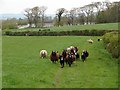 Zwartble Sheep, Woodhouse